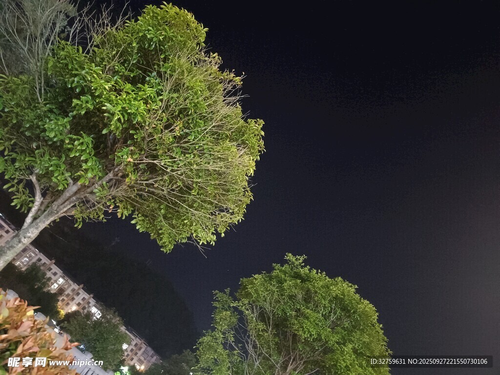 俯瞰河畔绿树景观