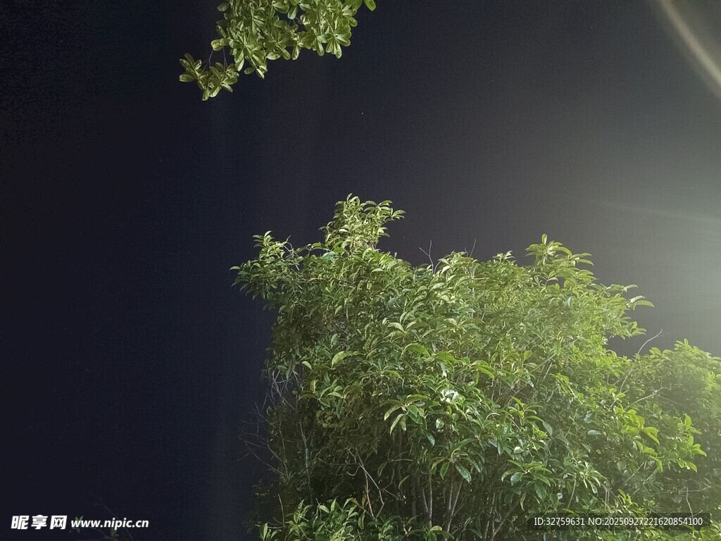 夜幕下的葱郁绿树