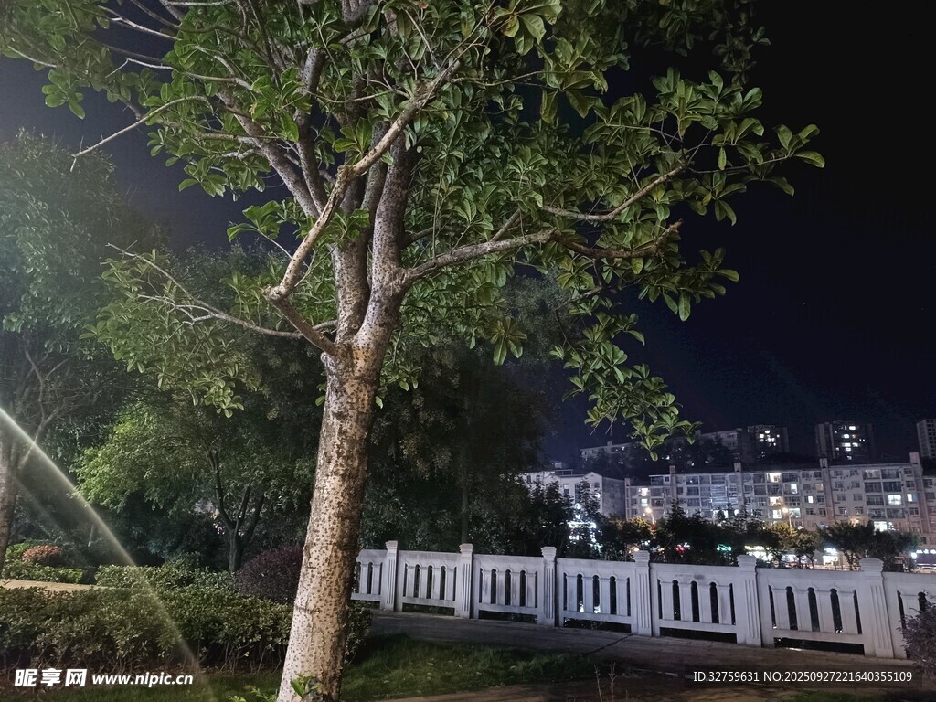 夜晚树下的白色围栏景致