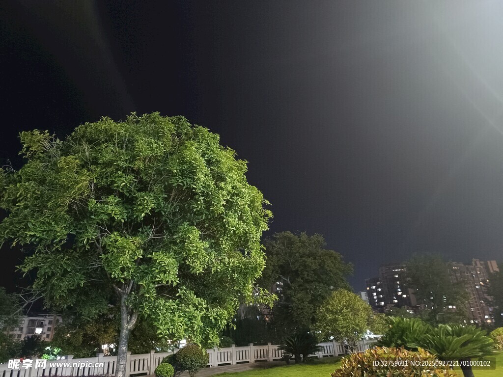 夜晚绿树美景