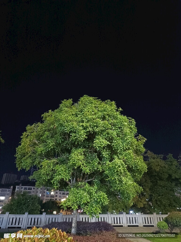 夜晚中的葱郁大树