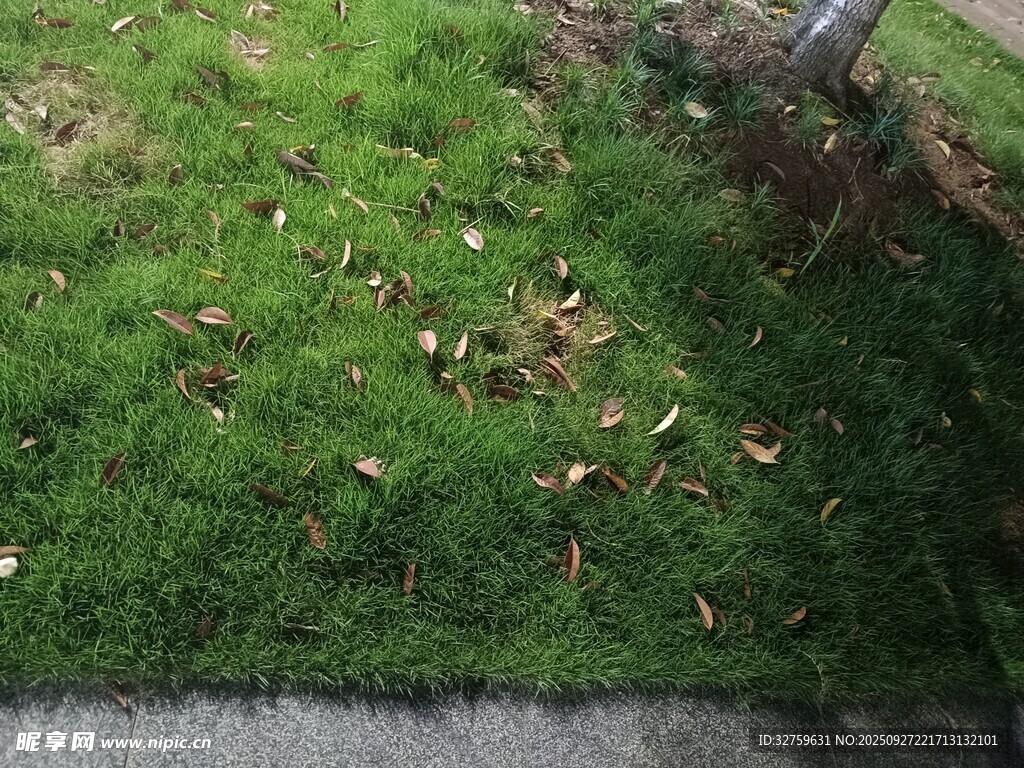 路边草地与散落枯叶