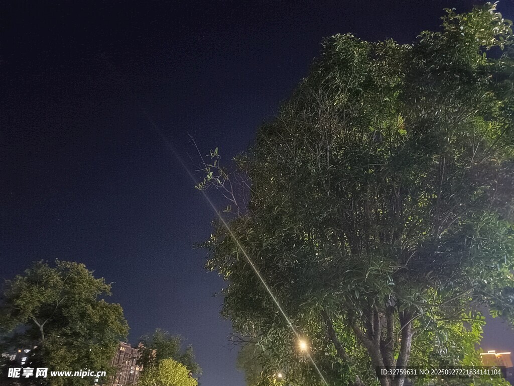 夜空下的树木与光线