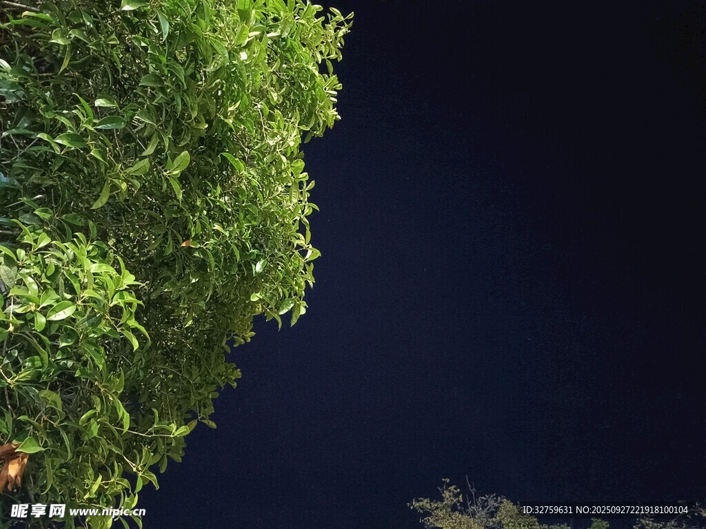 夜晚绿树景象