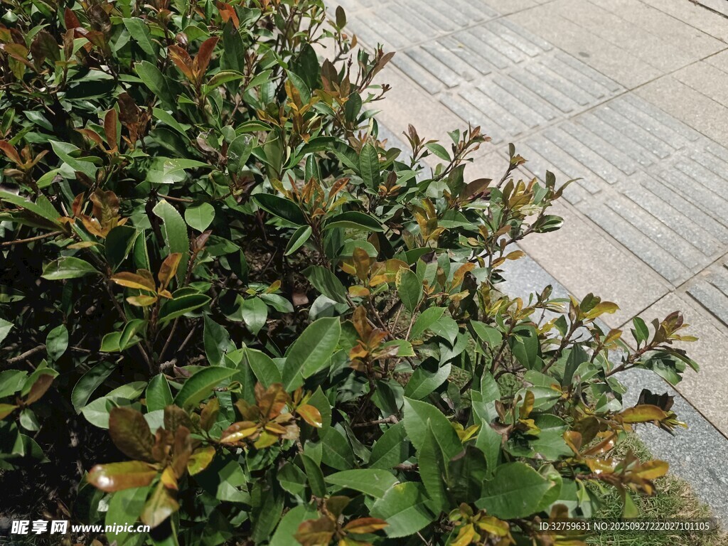 路边绿植景观