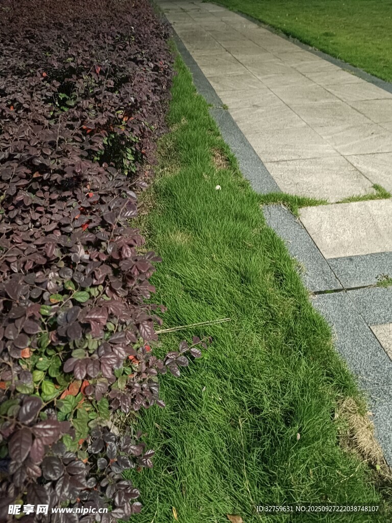 花园小径旁的绿植景观