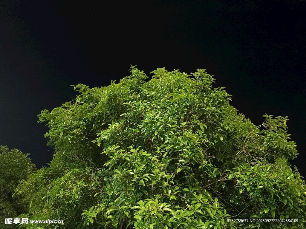 夜晚中的葱郁绿树