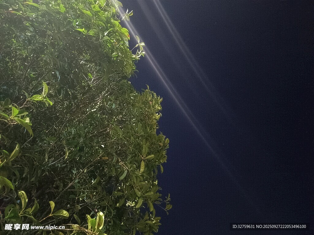 夜空下的繁茂绿植