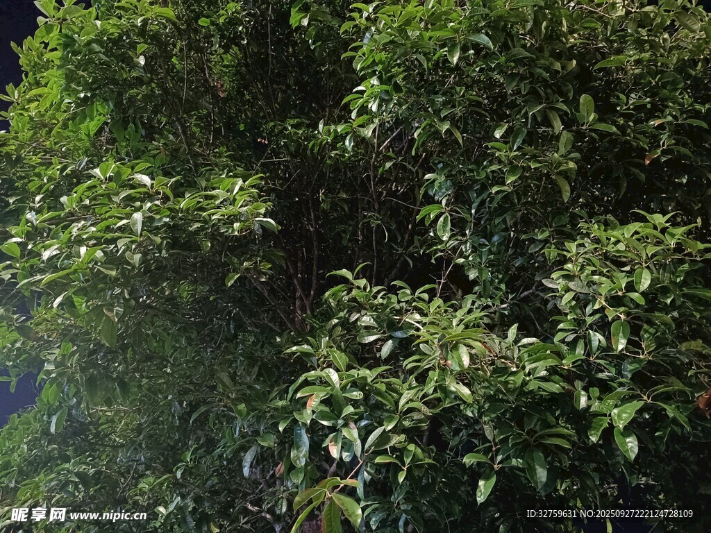 繁茂绿植景观