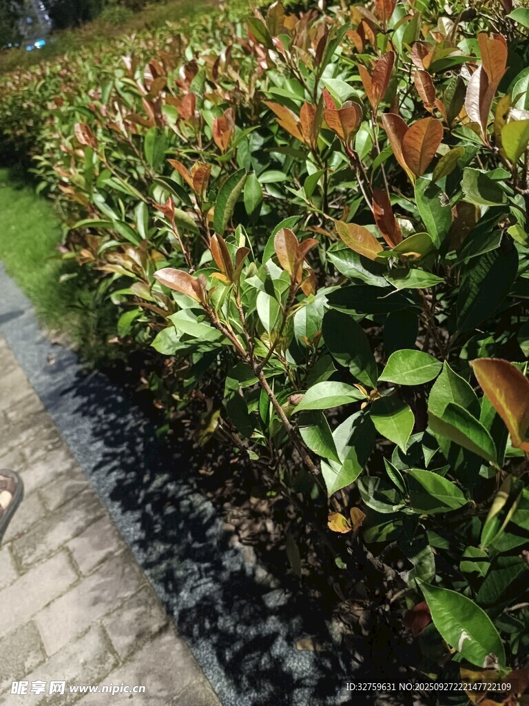 路边的多彩绿植景观