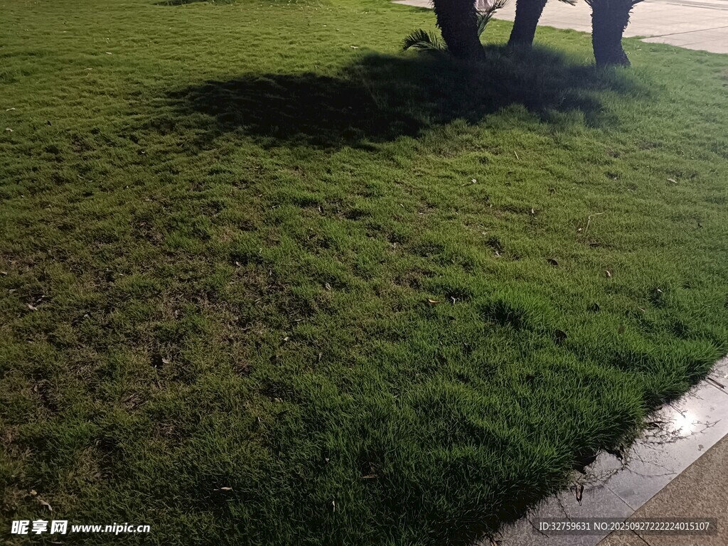 路边草地与树木的景致
