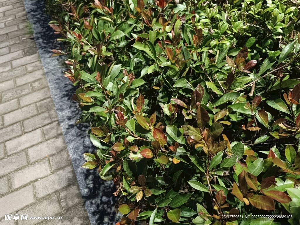 砖砌边缘的绿植景观