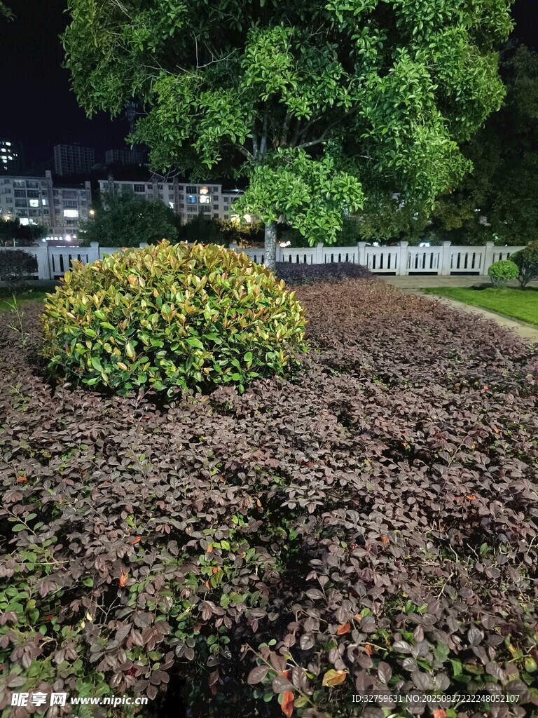 夜间绿植景观