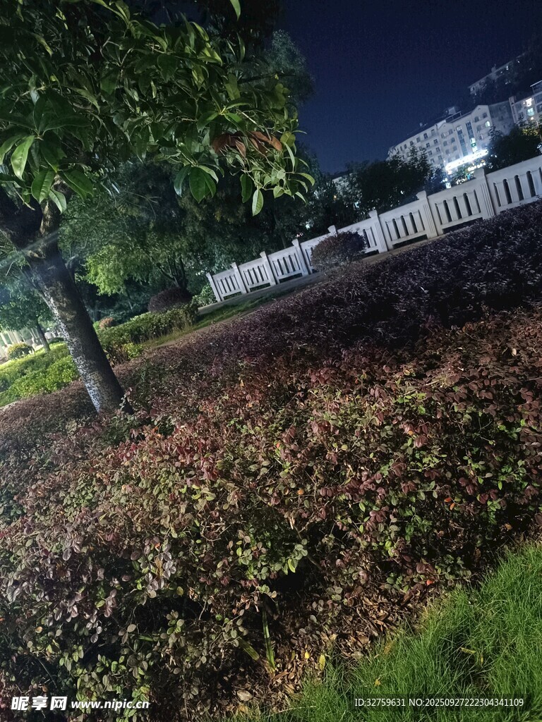 夜晚花园绿植景观