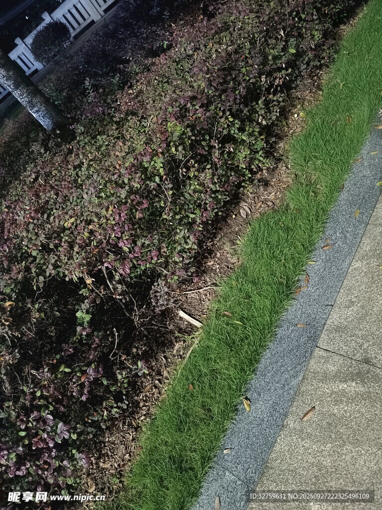 路边绿植景观