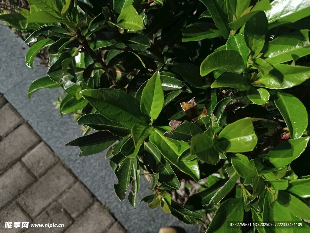 绿叶繁茂的绿植景观