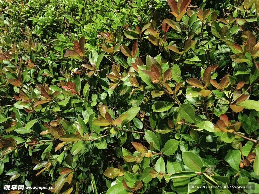 绿叶植物特写