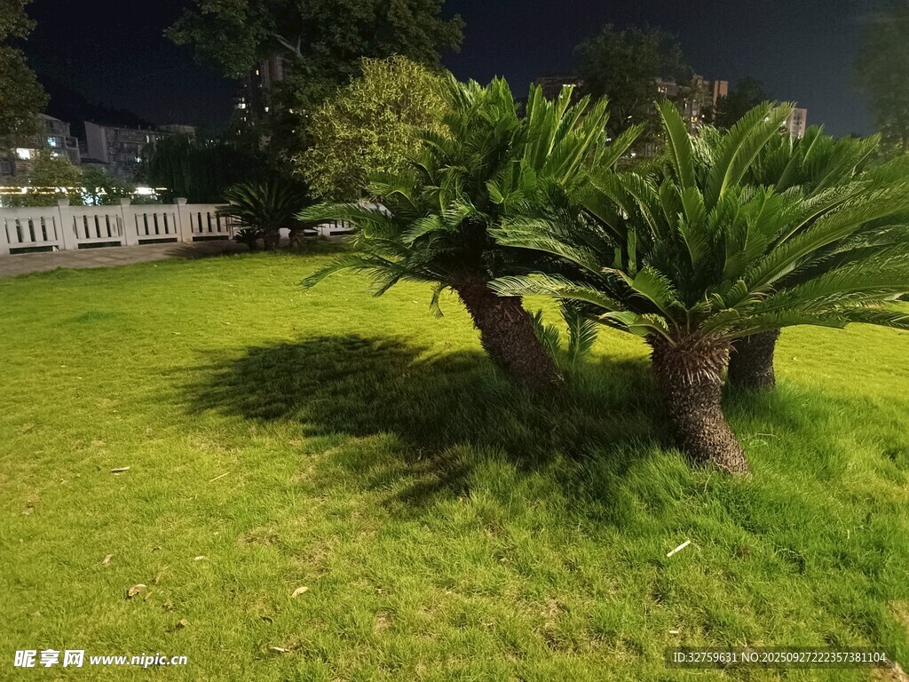 夜晚草坪上的两棵绿植