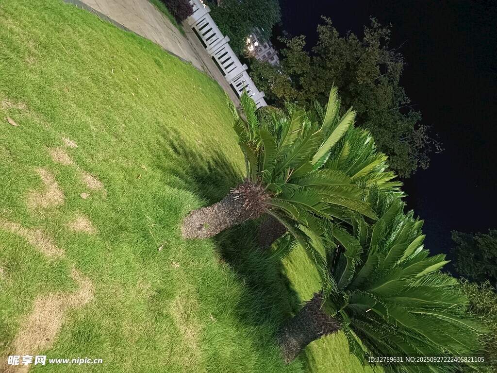 庭院中的翠绿棕榈树
