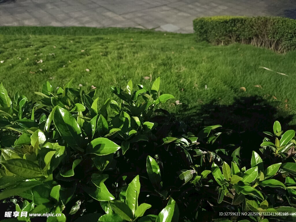 翠绿草坪上的繁茂绿植