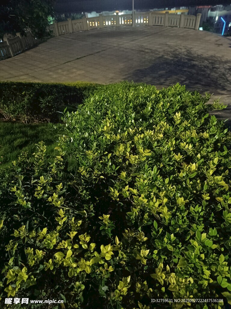 阳光下的翠绿灌木丛