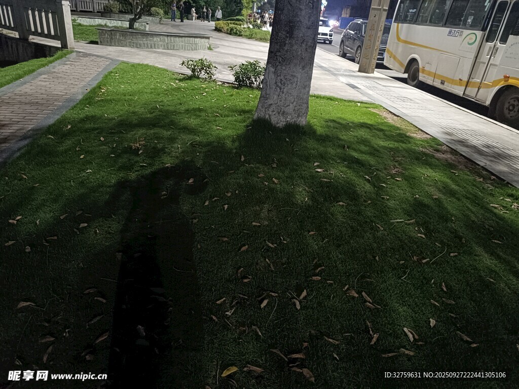 户外草地旁的树影