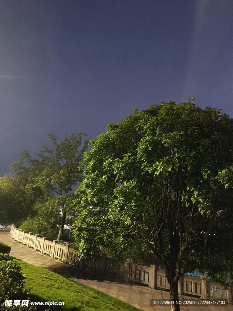 户外绿树蓝天景致
