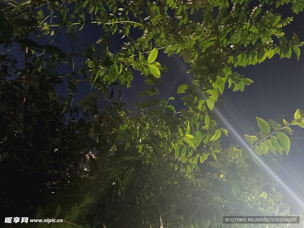 夜中树影与光束的梦幻景象