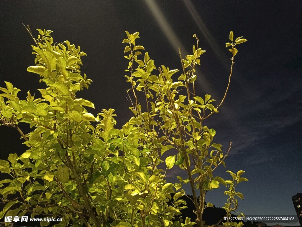 夜下绿植