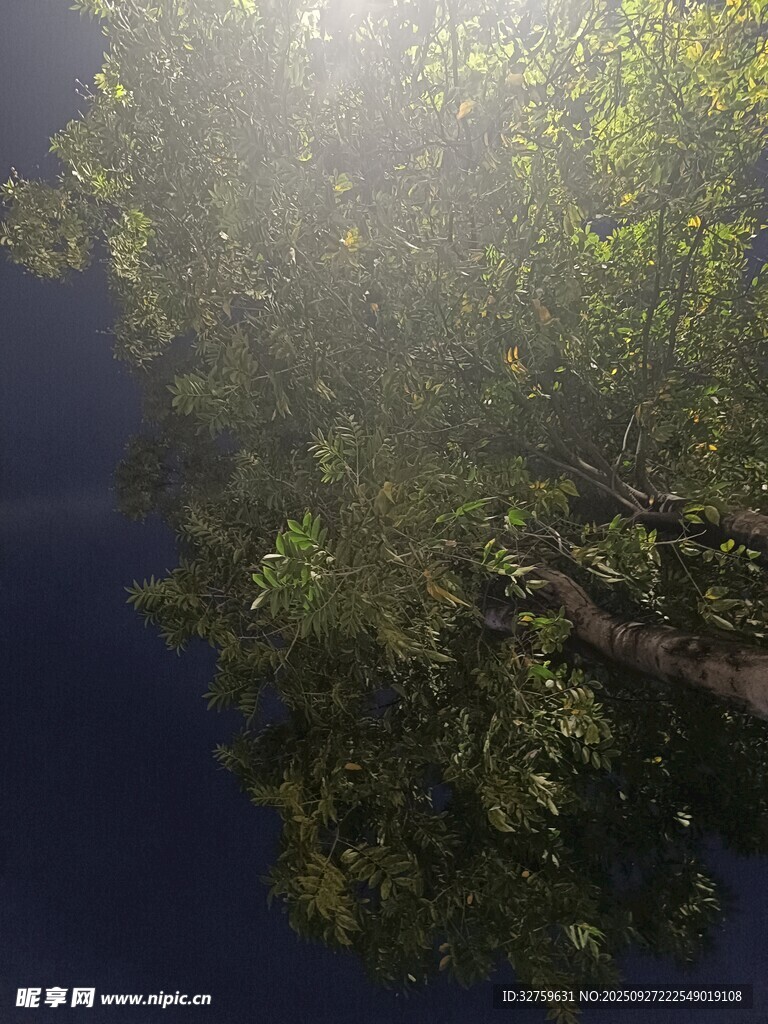 林间阳光穿透茂密树冠