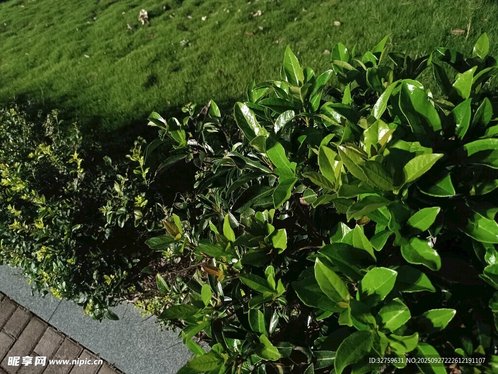 绿意盎然的路边绿植景观