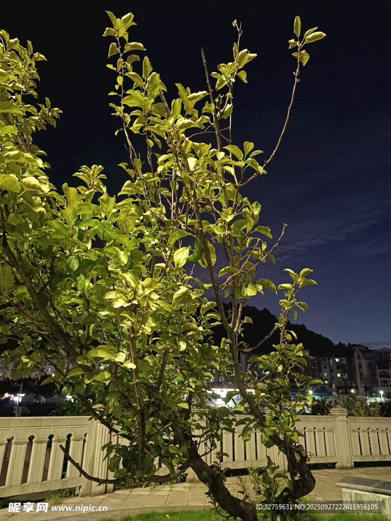夜下繁花树