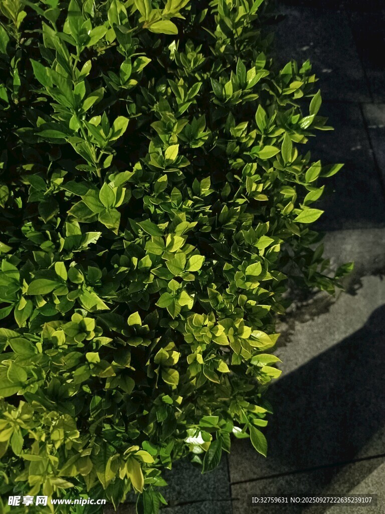 绿叶繁茂的绿植景观