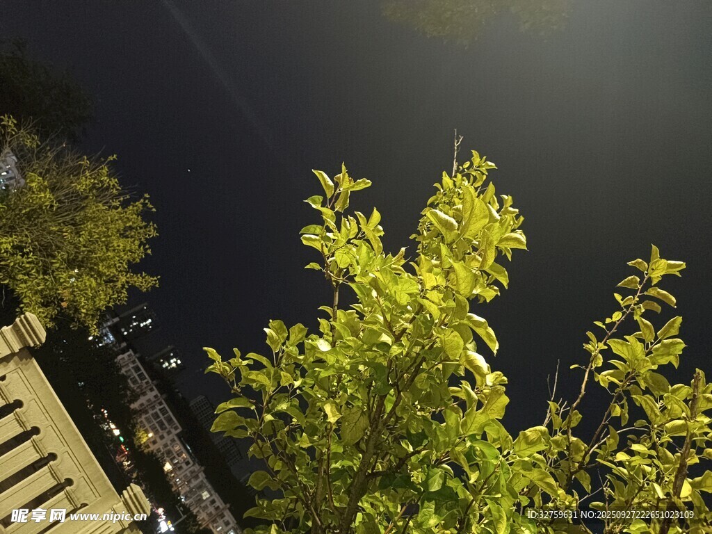 夜晚路灯下的葱郁绿树