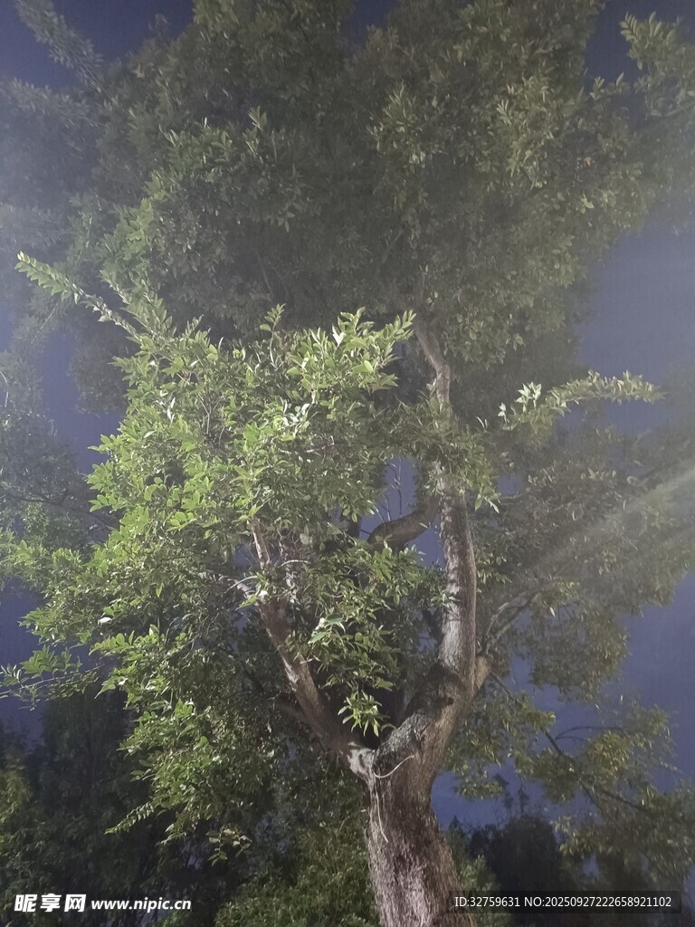 阳光穿透枝叶的林间美景