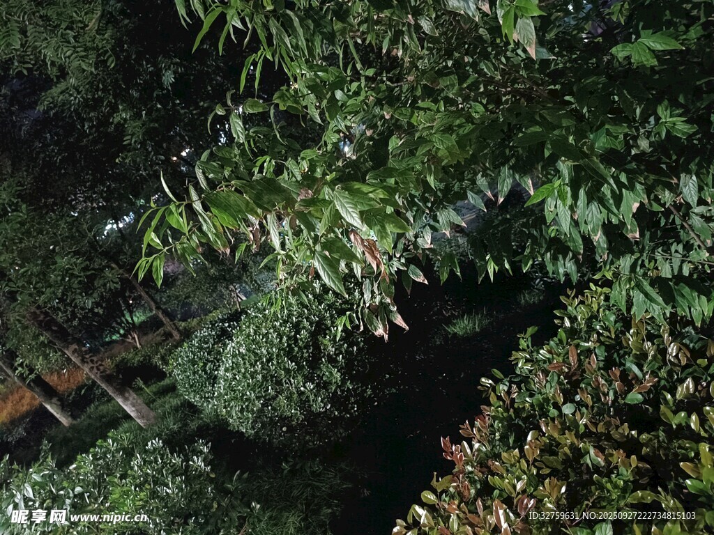 繁茂绿植夜景