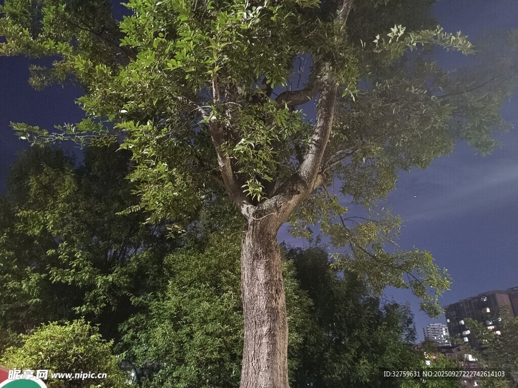 夜空下的高大树木