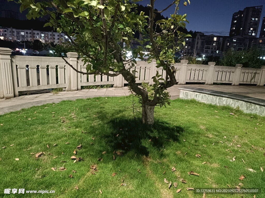 夜晚庭院中的孤树