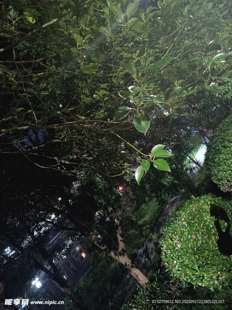 森林中的绿植与光影景象