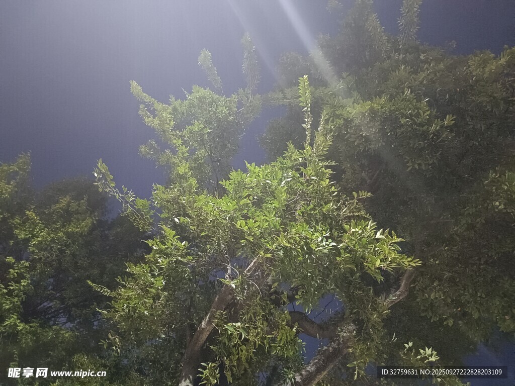 阳光穿透绿树的美好瞬间