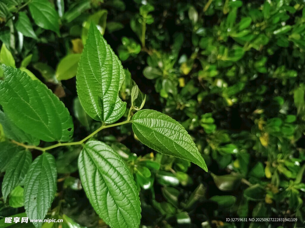 翠绿叶片特写