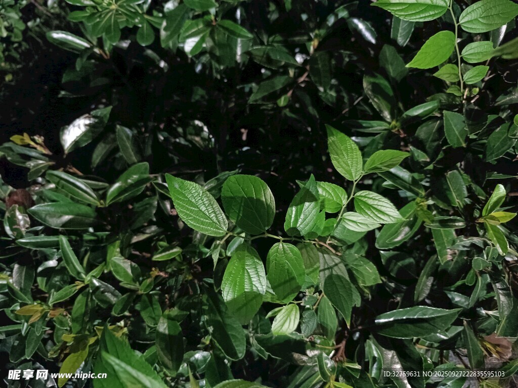 翠绿繁茂的植物景观