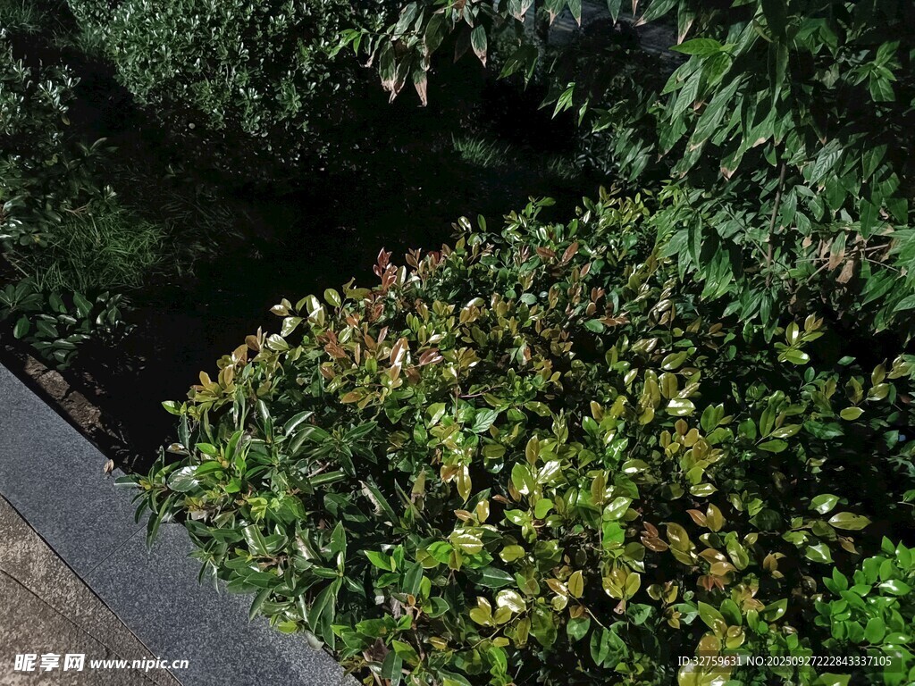 夜晚绿植景观