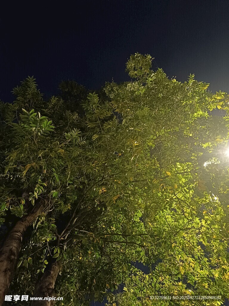夜晚灯光下的繁茂绿树