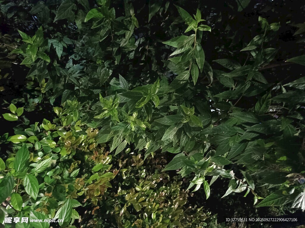 繁茂绿植