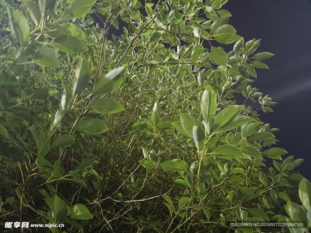 夜间繁茂绿植景象
