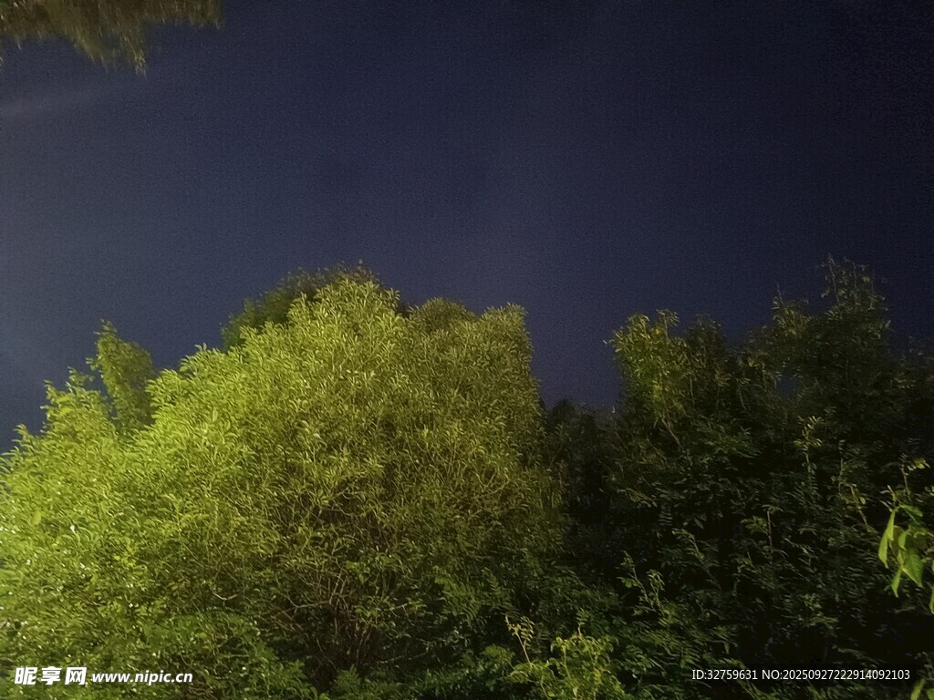 夜空下的葱郁树林