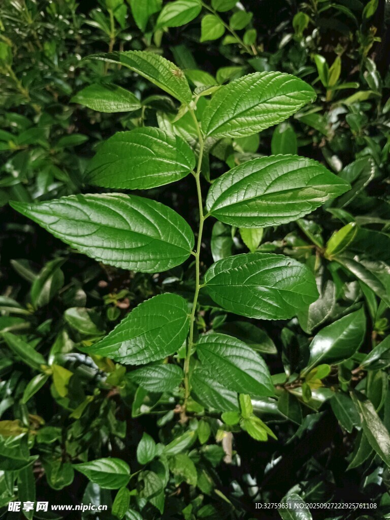 绿叶植物特写