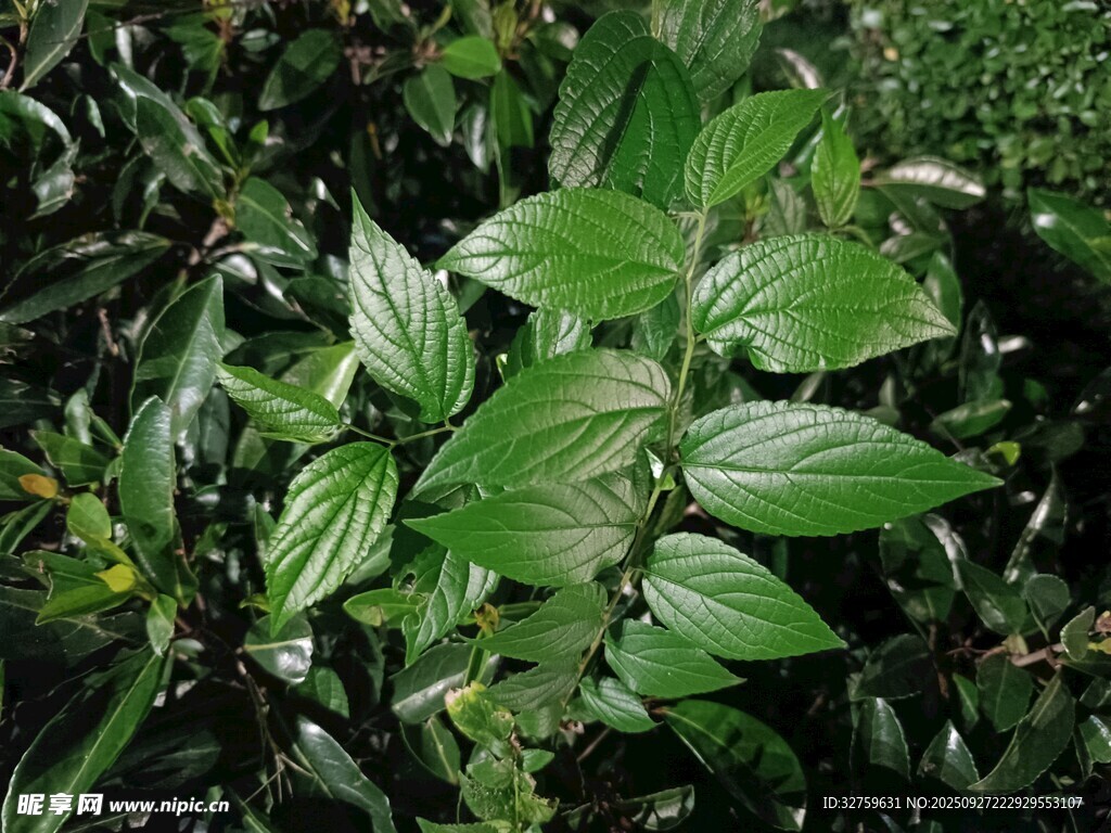 翠绿叶片的植物特写