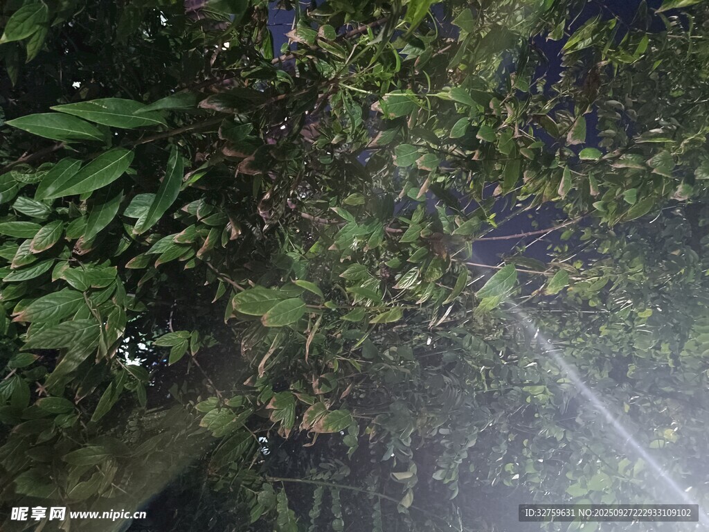 雨林中繁茂的绿色植物景观